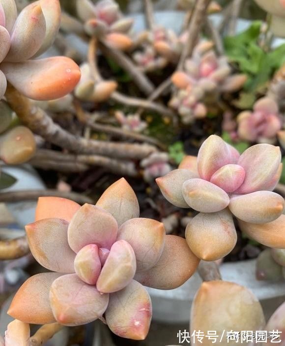 腐殖土|种多肉非要买土吗？不花钱的营养土：腐殖土配松针，顶呱呱好用