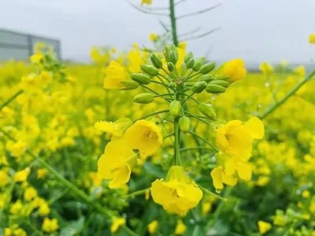 清明假期哪里去？扶风七星河国家湿地油菜花海等你来打卡!