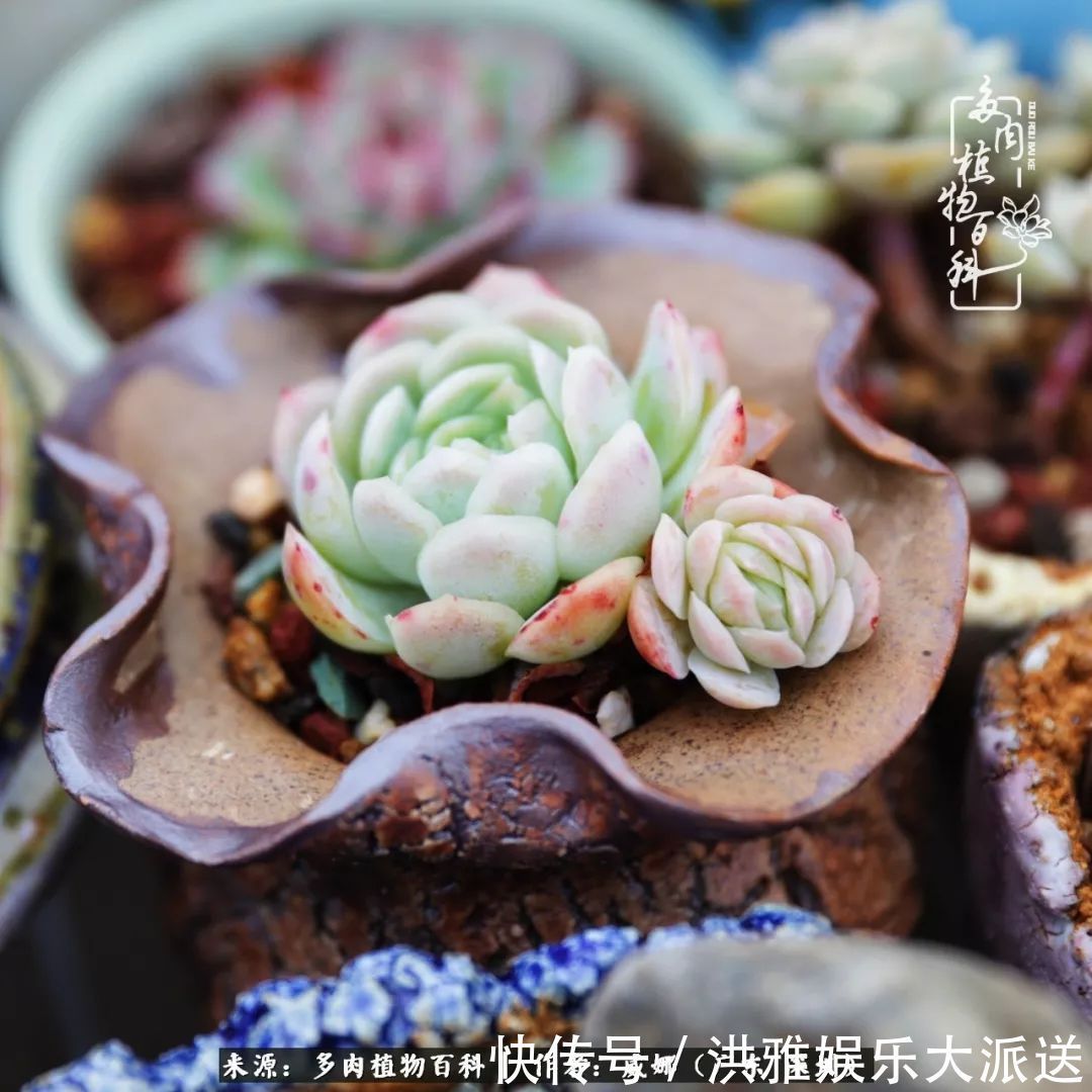 橙梦露|笼子里露养的多肉,越养越美!有多肉的日子伴着小确幸!