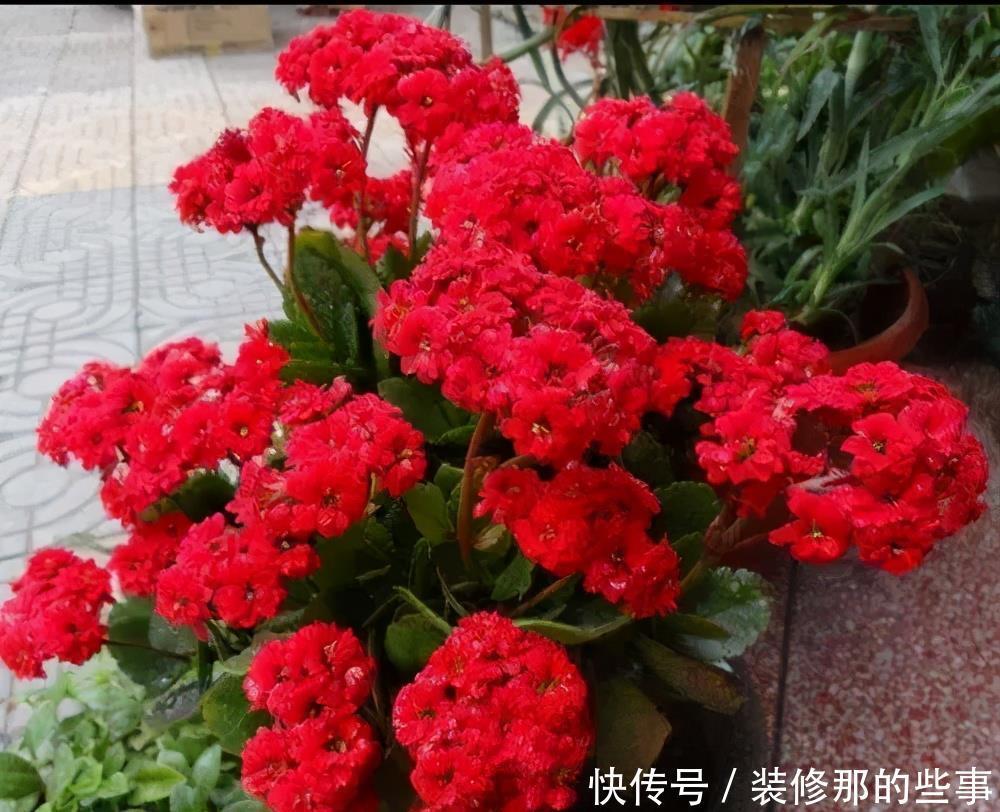 秋天|4种花6月开始“夏眠”，少浇水别施肥，睡饱了才能安全度夏