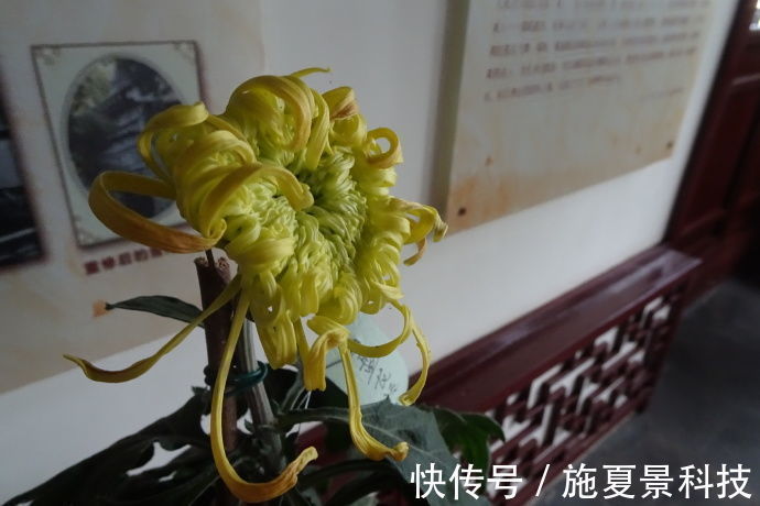 喜欢花卉,不如养盆“叶子花”,花色艳丽,多姿多彩,漂亮极了!