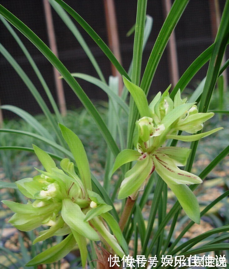 余蝴蝶|此兰花是“十大奇花”之首，花型奇特，曾千金一苗，现物美价廉