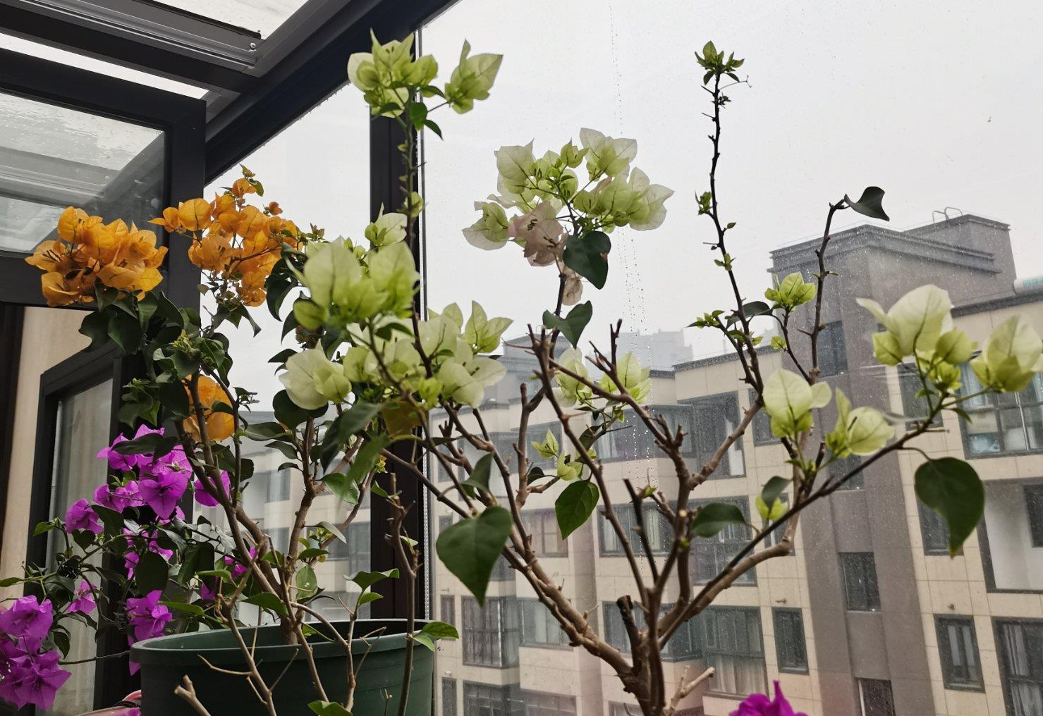 二月养三角梅,勤做“三动作”,撒欢长催新苞,当月绽放层叠群花