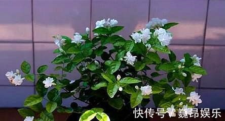 畸形|茉莉花叶片“畸形”不能忽视！消除3个“隐患”，花苞长满枝