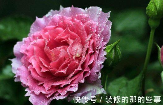 浇水|农历8月7日起,养花试试这几款,好养又漂亮,花朵姿态万千