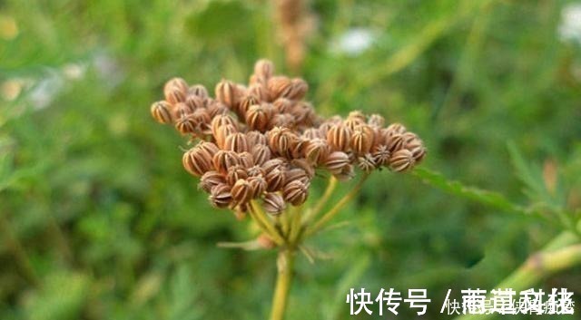 我们来了|如果它刚好长在你家地旁,请记得采摘草籽,有价值,并且很珍贵