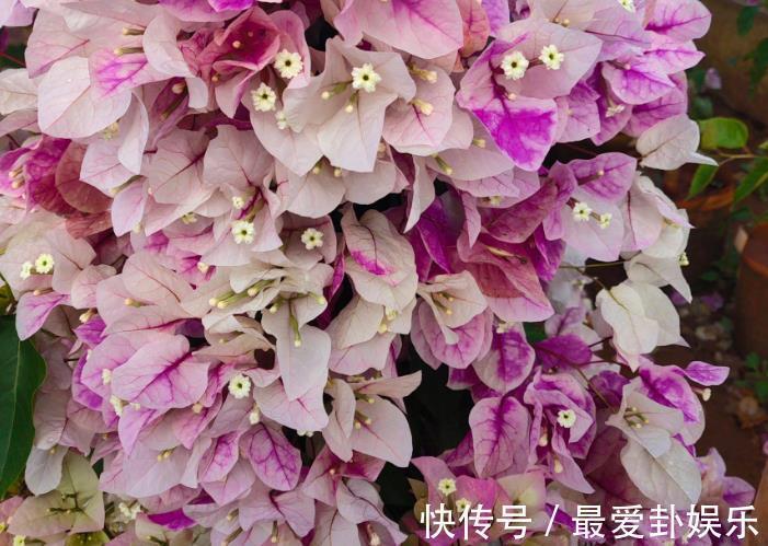 漳红樱|拜拜了月季！养了四年月季，这个秋天果断换坑，希望没有换错