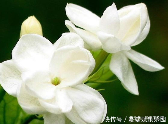 秋凉|此款花卉，月份最容易爆盆，越热开花越旺，开花多又艳