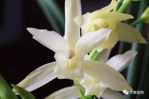 看看小编的兰花