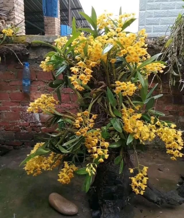 4种两栖花,不用土养的更棒,喷点水就花开满树丫