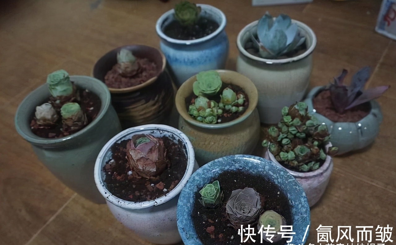 不是所有的多肉都可以叶插的,这16种叶插就很难成功,新手别费劲