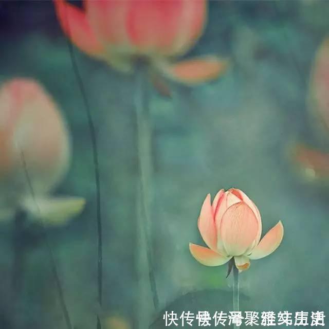 疏桐叶|黄紫|朱槿|秋之韵|朱槿花|国防大学|中华诗词|夕霞|庆喜|疏桐_length":"1187","displ南唐中主李璟的千古名篇,第一句便惊艳世人