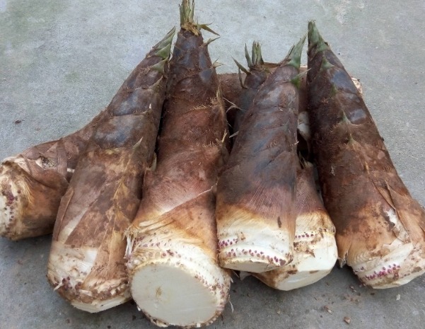 韭菜|春季最有“名气”的5种菜,懂行的都会吃,提高自己免疫力