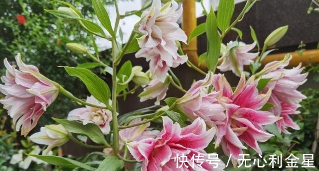 矾根|为了300㎡露台花园，毫不犹豫买了这房子，在城市屋顶过上田园生活！