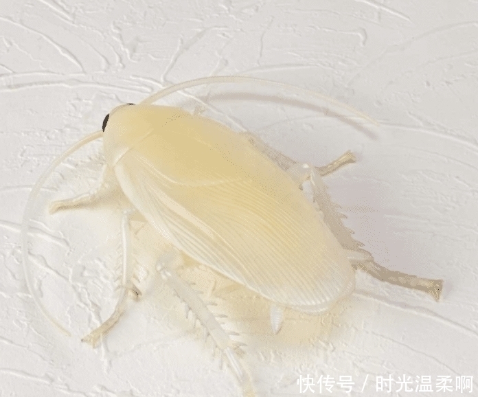 昆虫|你见过哪些奇怪的手办模型?蟑螂、蚯蚓为原型的手办,还原度太高