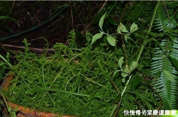 草药|俗语“筋长一寸,寿延十年”,农村这种野草,是老大夫的宝贝