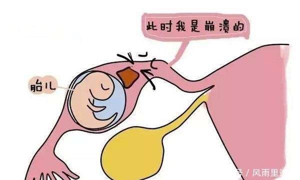 不排卵能不能网上招试管代怀