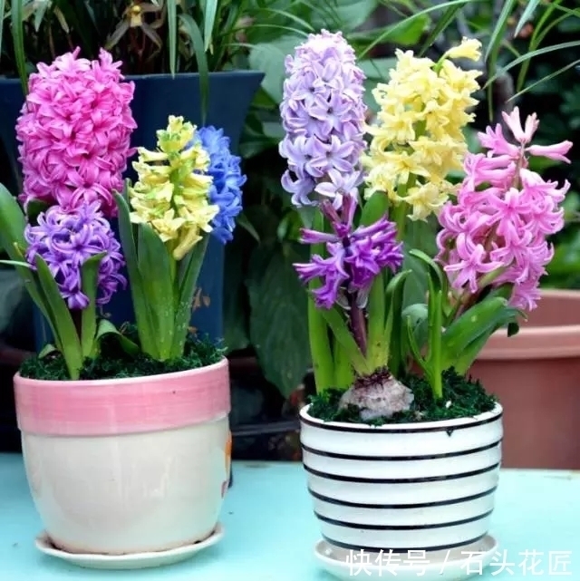 香水|把5种花养在家里,就像喷了“香水”一样,香气扑鼻