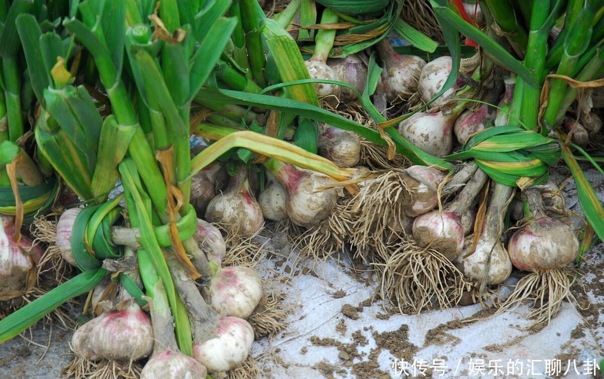 保存大蒜别再直接放冰箱，教你一个土方法，放久了照样新鲜不发芽