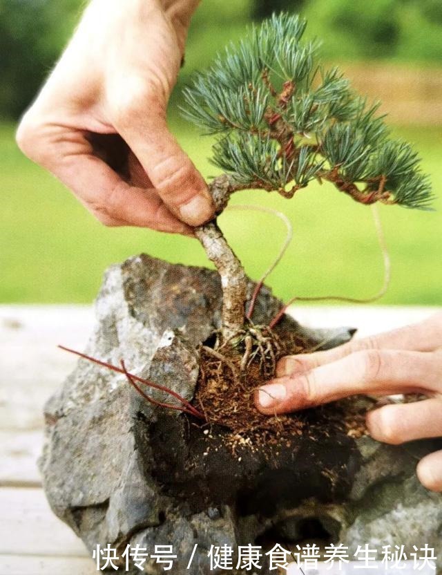 “岩石与树枝”一步步完美契合，叹服附石盆景的魅力无人能挡！