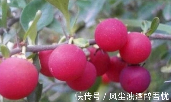 野生|被误认为是“葡萄”的野果，你可能吃过，真正了解的人很少