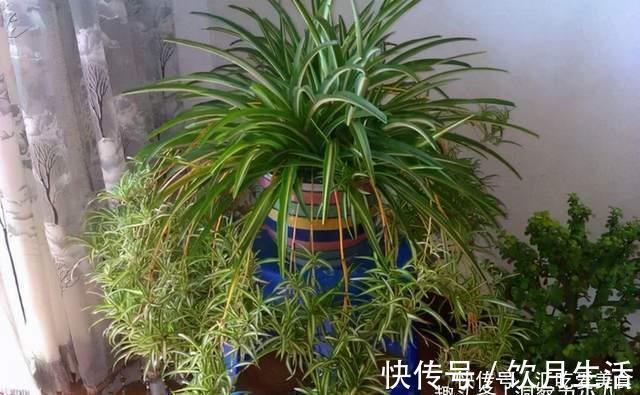 吊兰有“三怕”，避开不黄叶，野性足“猛抽穗”，一年长成绿瀑布