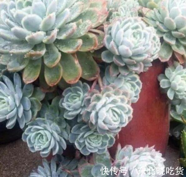 烂根|花盆又高又深怎么养多肉,方法来了,不烂根颜值高