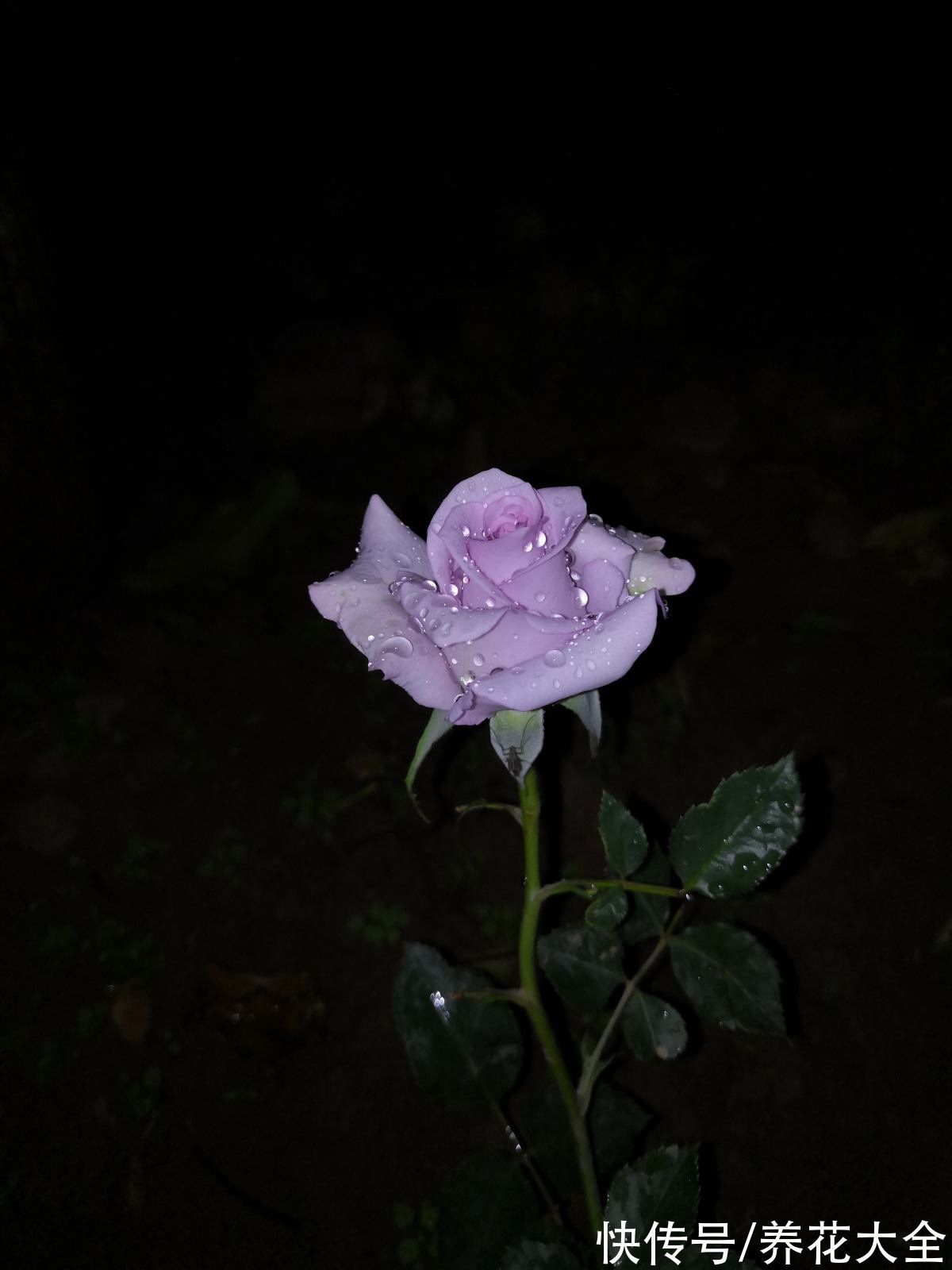 适合新手养的月季,花朵一个比一个大,花期还超长待机