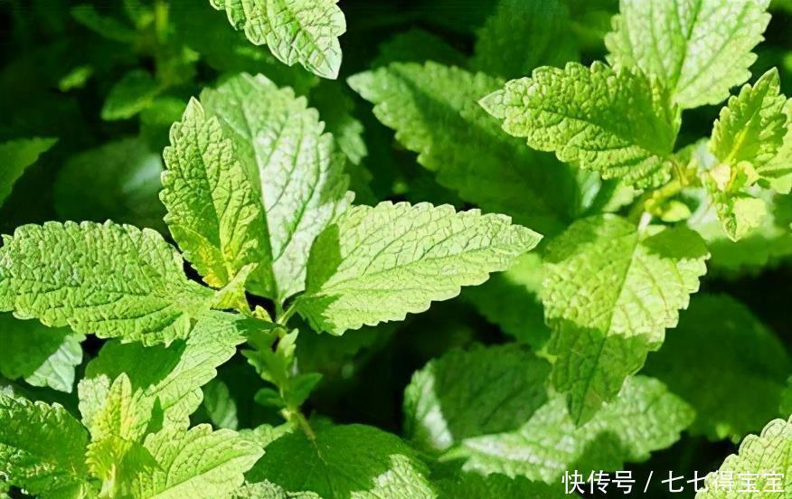 排毒|女性不想成黄脸婆,要学会吃3种食物,排毒养颜、改善体质!
