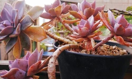 花盆|养多肉植物,用上4个“小技巧”,长成老桩更漂亮