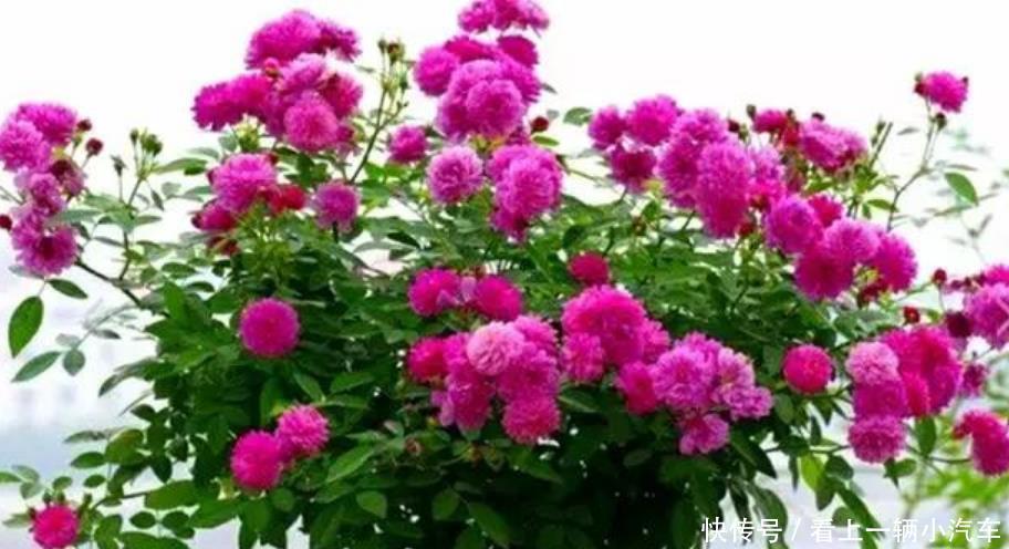 养花就养这几款,花大服盆快,沾点水就疯长,开花勤还爱爆盆