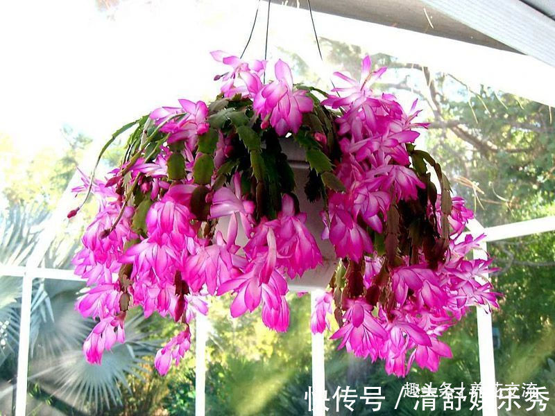 月季花|10种适合在秋季购买的盆栽花卉,提前买好,冬春时节持续有花开