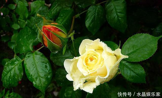 扦插|扦插月季只需做“2点”,生根快,易成活,长出新芽,直接开爆盆