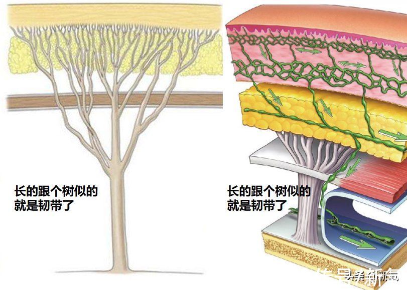 韧带|人生无常，大肠包小肠，腿精变肿精？