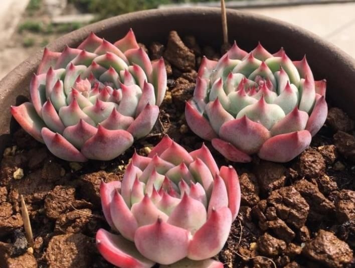 夏天养盆多肉吉娃娃，叶尖红红长成肉墩子，谁见了都夸美