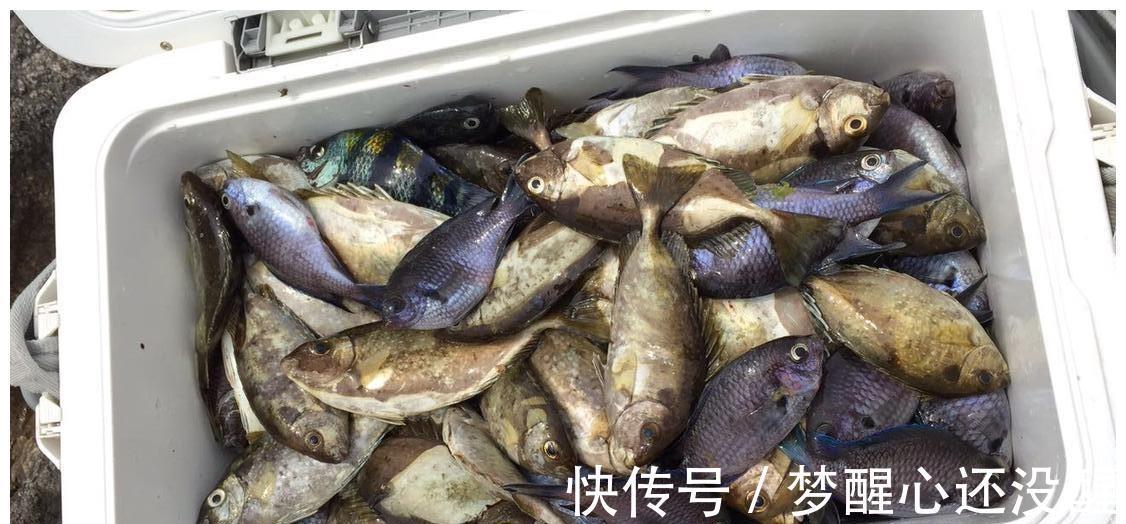 广东珠海泥猛泛滥!当地钓友反馈到处都是,一天能钓上百斤