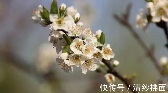 桃花|未来一周，三个星座桃花动人，爱情满溢，牵手良人，拥抱幸福