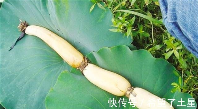 秘制|李子柒藕粉,体会古法秘制的同时享受营养早餐!