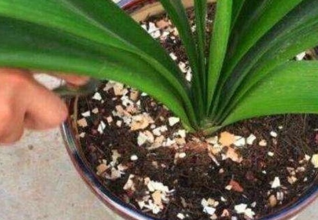 5种生活中的“垃圾”,是很好的“养花神器”,养啥花都旺!