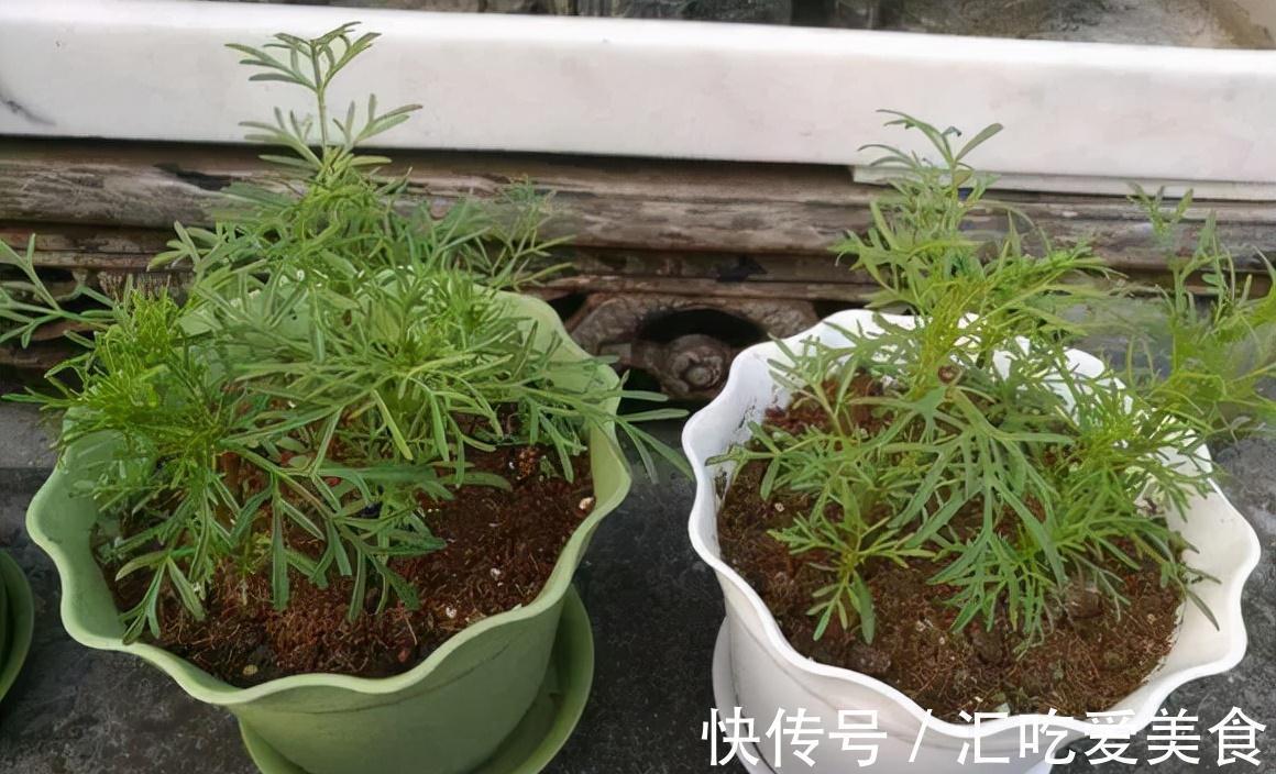 2种花即刻下盆,开春花朵全爆满,秒杀全场盆栽