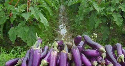 想長(zhǎng)壽要會(huì)吃，三種食物，常吃護(hù)肝排毒，補(bǔ)充營(yíng)養(yǎng)，有助健康