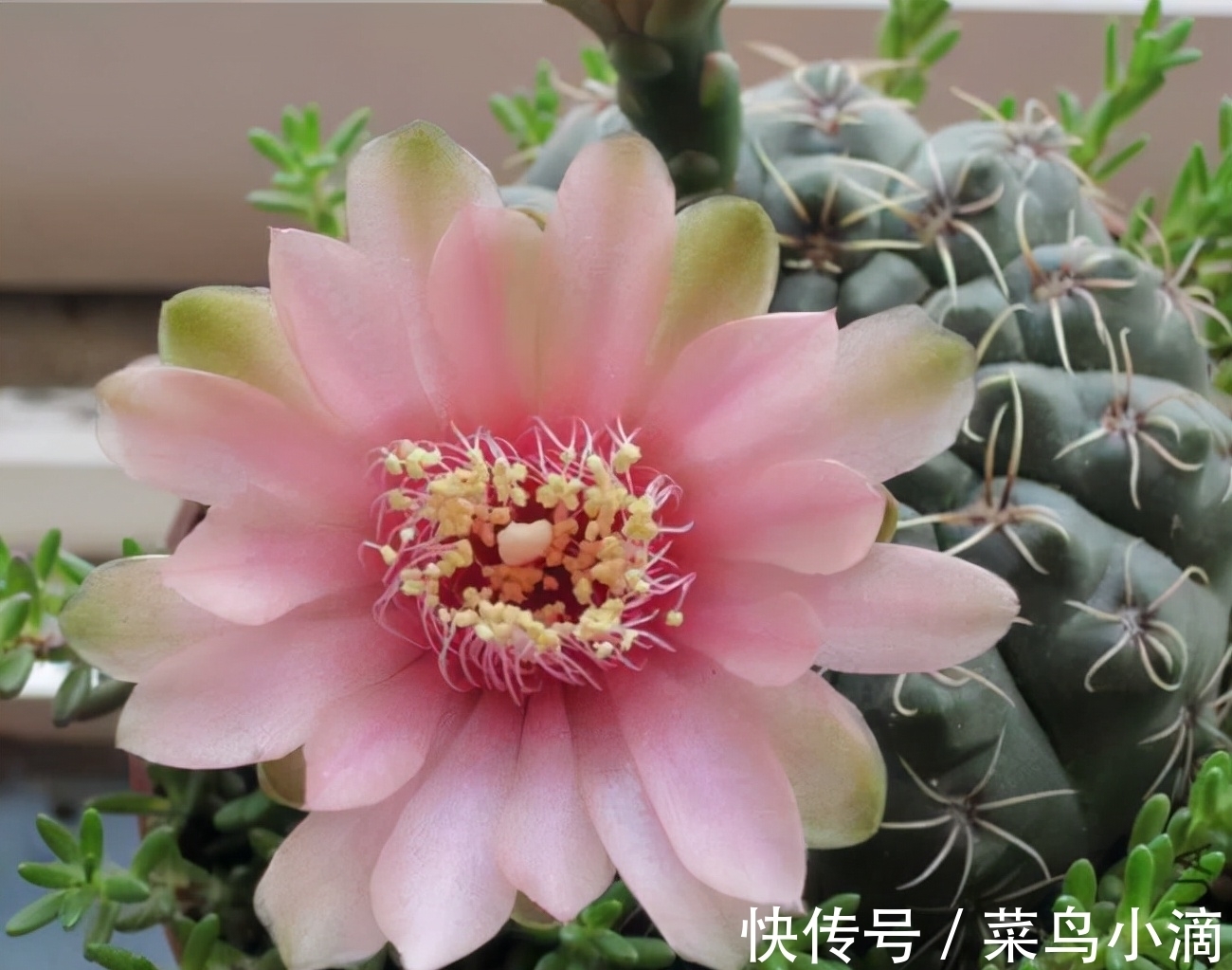 九种“皮实花”,多晒少管长得好,养成老桩更高档,绿萝没上榜