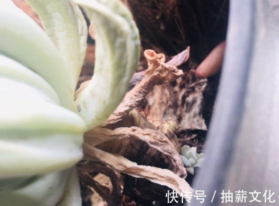 花箭|多肉开花后,赶紧剪掉,不然母株会死掉!