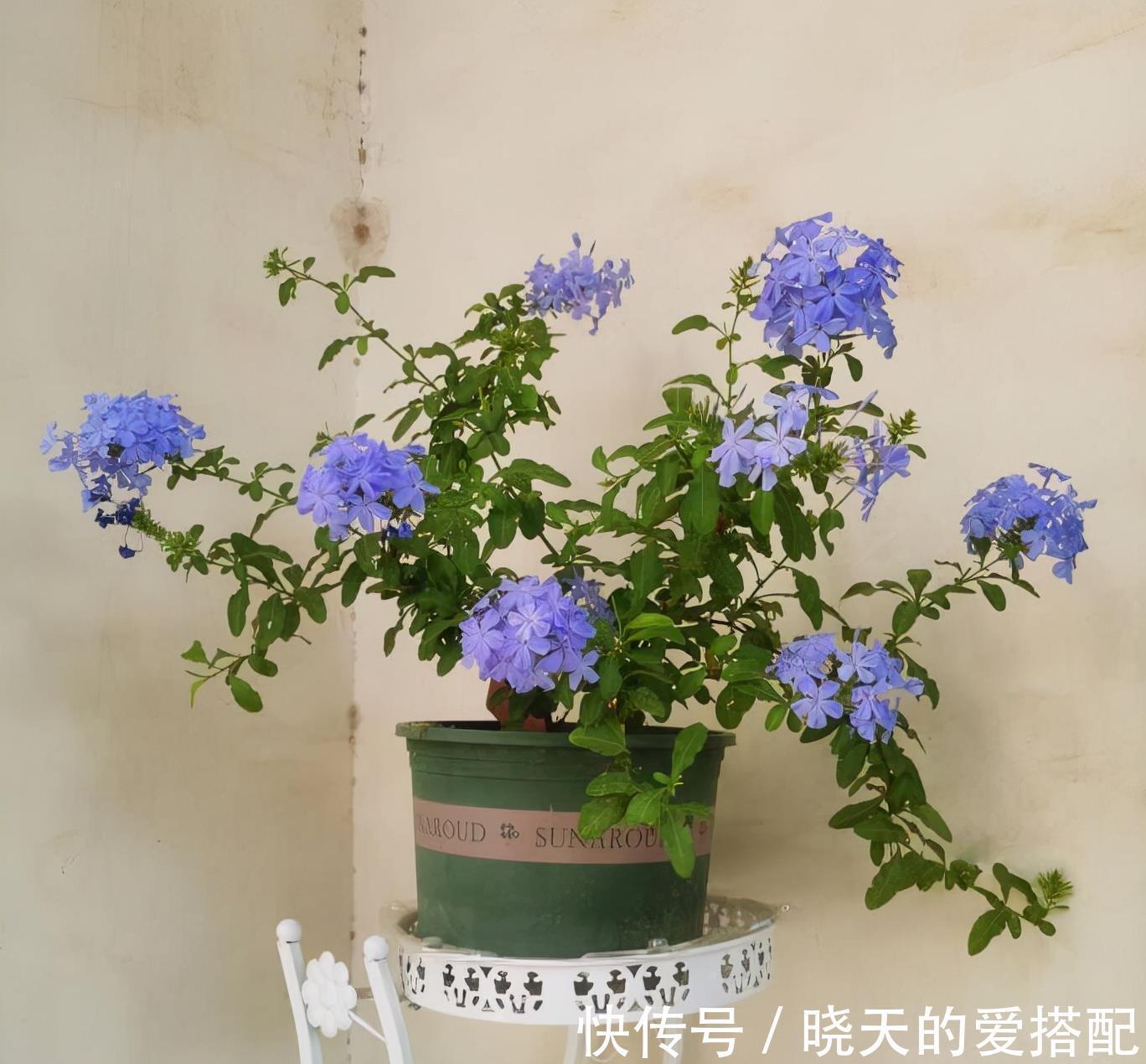 养分|让蓝雪花秋天开花更多的2个方法，不要舍不得，要辣手摧花