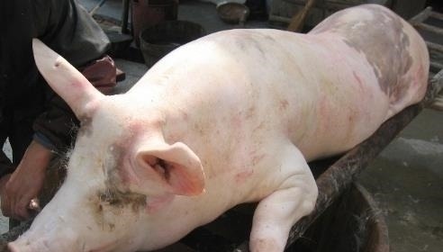 奇闻|奇闻:猪身上不起眼的部位,营养堪比熊掌,可惜很多人丢掉!