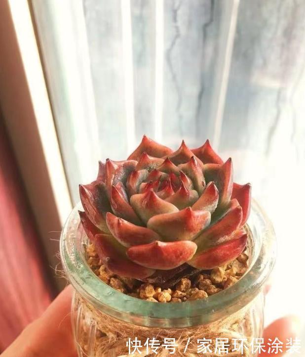 布丁瓶搭配海绵养多肉,不买盆不买土,干净卫生,容易出状态