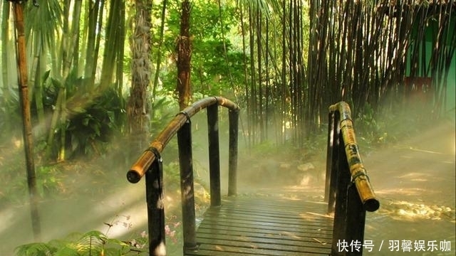 秘密|竹子只是一种植物,为什么在古代被极力颂扬,它有什么秘密