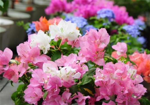 三角梅|养三角梅,冬季“巧处理”,来年长势猛,开花旺