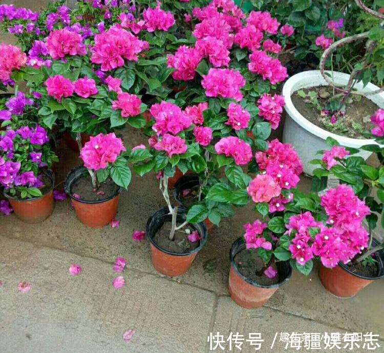 盆栽|养的三角梅,到8月还不开花原因有2个,给点肥晒一晒,猛开花