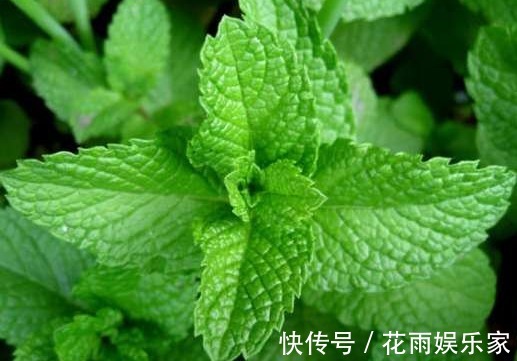 如何把薄荷养到爆盆，几分钟就可以学会，再也没有蚊虫的叮咬